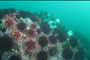 urchins 40 feet deep