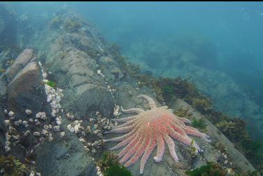 sunflower star near surface