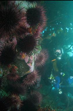 urchins under kelp