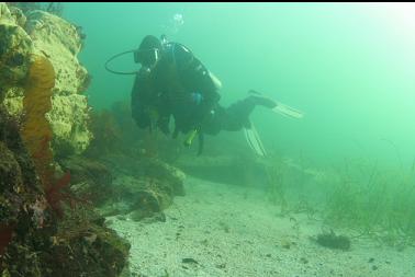 looking at tunicate colony in shallows