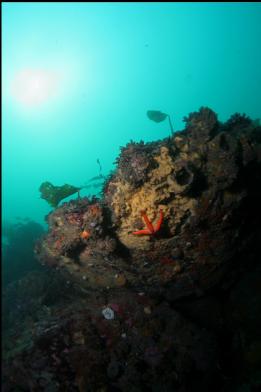 boulders on sewer pipe reef