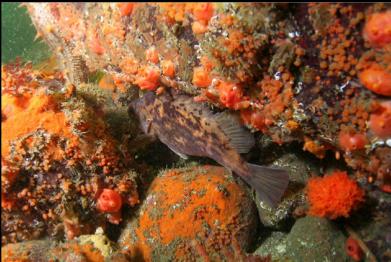 brown rockfish? cropped close-up