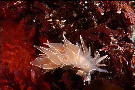 alabaster nudibranch