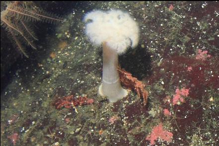 gorgonian corals at the base of a plumose anemone