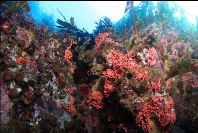 hydrocoral in shallows