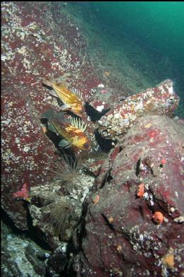 quillback and copper rockfish