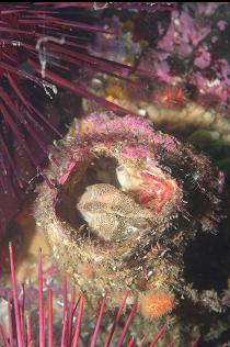 GRUNT SCULPIN IN BARNACLE SHELL