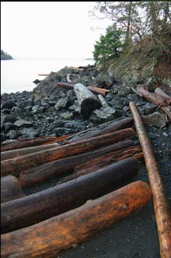 LOGS ON BEACH