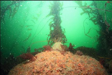 cup corals under kelp