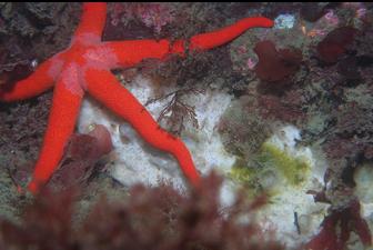 SEASTAR AND SPONGE