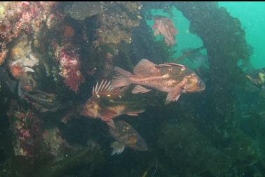 rockfish hiding around pile of metal