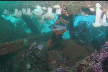 black rockfish under wreckage