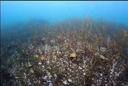 kelp crabs in shallows