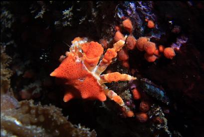 juvenile Puget Sound king crab