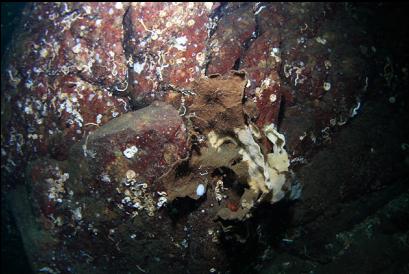 broken-off base of a dead cloud sponge