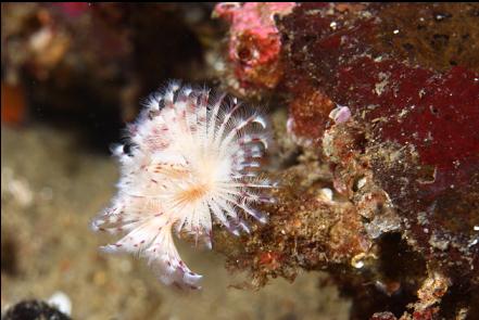 tube worm