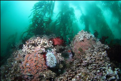 fish-eating anemone