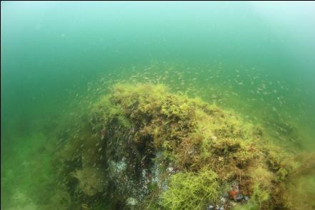 school of small perch