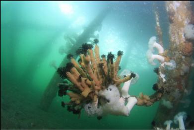 feather duster worms