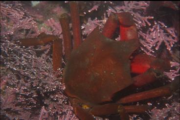 KELP CRAB AND CORALLINE ALGAE