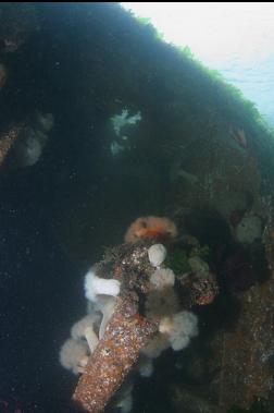 ANEMONES ON WRECK