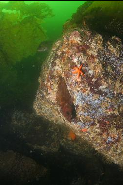 ROCKFISH ON SIDE OF BOULDER