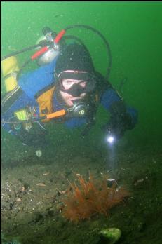 GIANT NUDIBRANCH ON SANDY BOTTOM