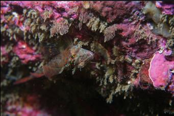 LONGFIN SCULPIN