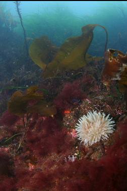 anemone and kelp
