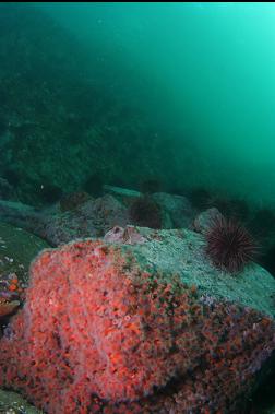 strawberry anemones in shallows