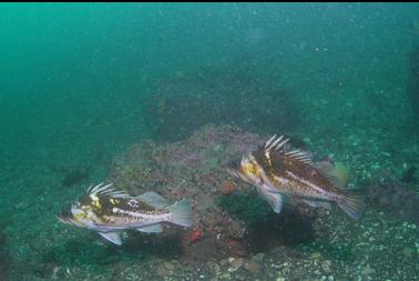 copper rockfish