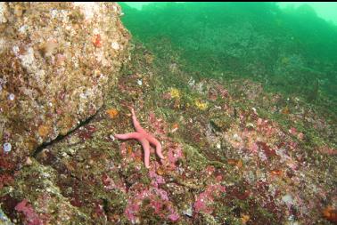 seastar on shallow wall