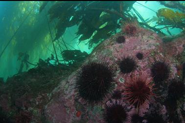 urchins under kelp