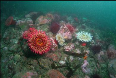 fish-eating anemones