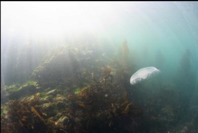 moon jelly in bay