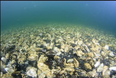 oysters in bay