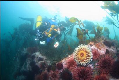 anemone and urchins