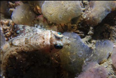 sculpin on tunicates