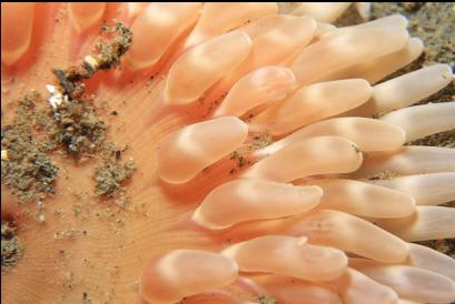 burrowing anemone on mud