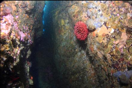 fish-eating anemone in the vertical crack