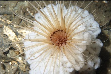eggs around a tube-dwelling anemone