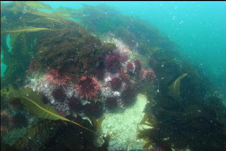 urchins and kelp in the current
