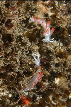 nudibranchs on cemented tube worms