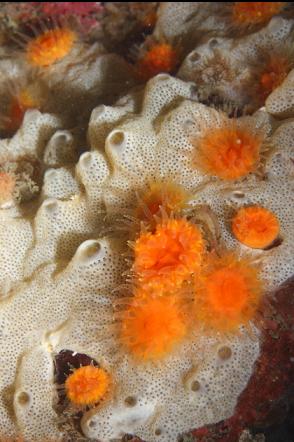cup corals and sponge
