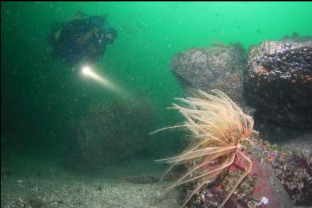 feather stars at the base of the wall