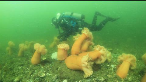 plumose anemones on the swim back