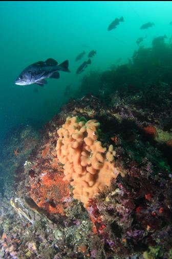 rockfish and a tunicate colony