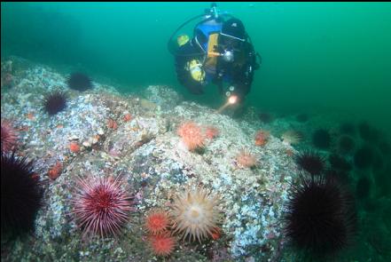 crimson anemones