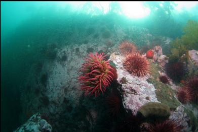 fish-eating anemone on wall