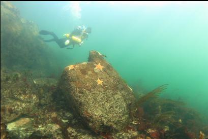 leather stars during swim back